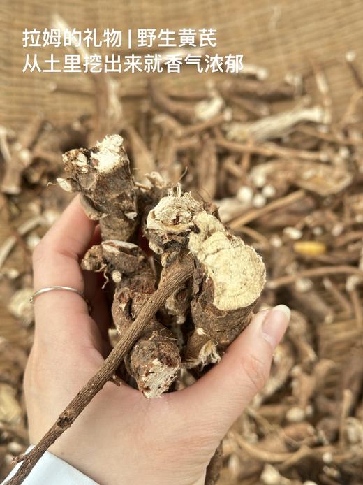 「拉姆的礼物」你好，西藏黄芪  来自林芝3000m的黄芪 txa 商品图2