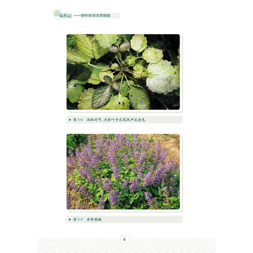 采药记——野外探寻本草原貌 步瑞兰 辛晓伟 王聪聪 主编 本书适合中医初学者 爱好者阅读参考 中药学9787117377201人民卫生出版社 商品图4
