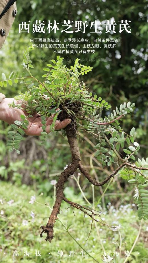 「拉姆的礼物」你好，西藏黄芪  来自林芝3000m的黄芪 txa 商品图8