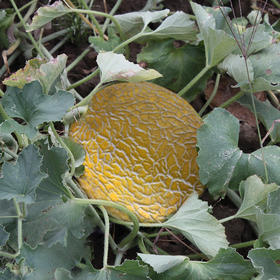 海南黄金蜜瓜新鲜现摘香甜多汁2-4.5斤