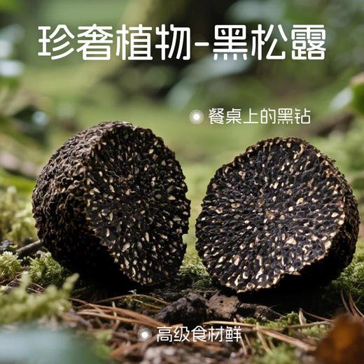 【糕酥精选】猴头菇苏打饼干 黑松露+火腿组合 无反式脂肪 酥脆咸香 每一口都是嚼得到的颗粒感 商品图5