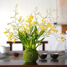 禅意 一花一世界 冬带花苞梦香水文心兰苔藓球花卉浓香型室内花期长可水培