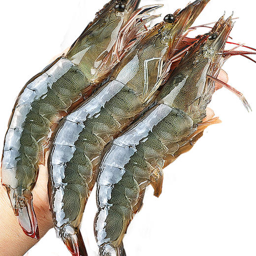 严选 | 青岛盐冻大虾 净重1500g/盒 2030规格 单只单冻 壳薄体肥 肉质紧实 劲道Q弹 商品图4