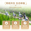 咪然天然鸭稻米 辽宁锦州生态产区大米 生态珍珠米 10斤 /粮油调味 /米 /珍珠米 商品缩略图2