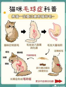 🐈猫咪定期梳毛真的很重要