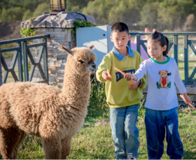 【长白山天域开业大促】1大1小天域牧场全天门票体验