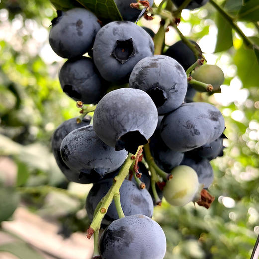 新鲜蓝莓0.7斤当季现摘水果酸甜可口 商品图1