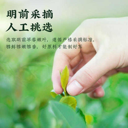 【口粮绿茶】茶马世家丨恩施硒茶 高山云雾 绿茶 双罐 礼袋装 500g（250g*2罐） 商品图3