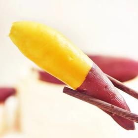 甜果源源 天目小香薯