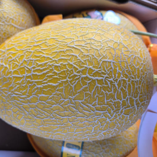 海南黄金蜜瓜新鲜现摘香甜多汁2-4.5斤 商品图3