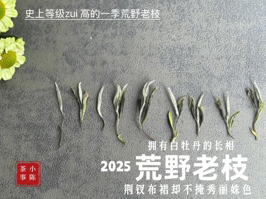【新茶上市】2025荒野老枝，一款极其稀缺的特制荒野茶，披着白牡丹的外衣，茶汤清鲜，清灵，又香又蜜，让人欲罢不能！（50克） 商品图2