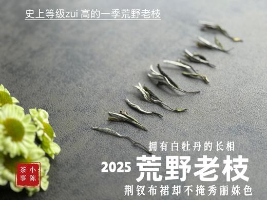 【新茶上市】2025荒野老枝，一款极其稀缺的特制荒野茶，披着白牡丹的外衣，茶汤清鲜，清灵，又香又蜜，让人欲罢不能！（50克） 商品图3