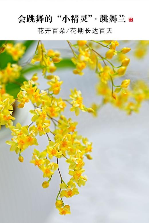 禅意 一花一世界 冬带花苞梦香水文心兰苔藓球花卉浓香型室内花期长可水培 商品图4