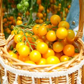 新鲜水果 时令新品 绿道青曲皇妃圣女果 500g