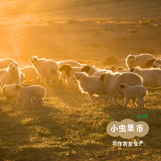 乌珠穆沁有机羊肉（部分规格有折扣） | 合作农友生产，产自内蒙古锡林郭勒盟东部乌珠穆沁草原，生产者：何梅 *【公平贸易农人定价】 商品图4