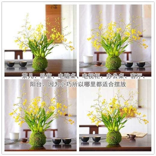禅意 一花一世界 冬带花苞梦香水文心兰苔藓球花卉浓香型室内花期长可水培 商品图3