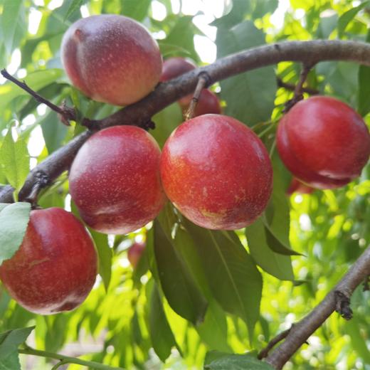 新鲜水果  清甜可口 郧阳区青曲黄心油桃 4斤装（十堰主城区包邮） 商品图1