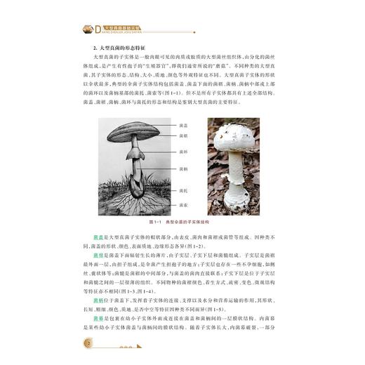 大型真菌基础实验/浙江省普通本科高校“十四五“重点教材/霍颖异/林文飞主编/浙江大学出版社 商品图2