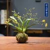 禅意 一花一世界 冬带花苞梦香水文心兰苔藓球花卉浓香型室内花期长可水培 商品缩略图7