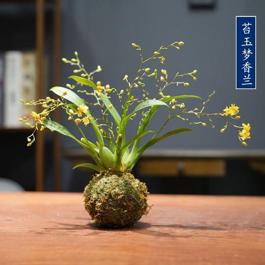 禅意 一花一世界 冬带花苞梦香水文心兰苔藓球花卉浓香型室内花期长可水培 商品图7