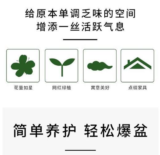 禅意 一花一世界 冬带花苞梦香水文心兰苔藓球花卉浓香型室内花期长可水培 商品图6