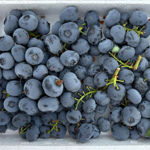 新鲜蓝莓0.7斤当季现摘水果酸甜可口 商品图4
