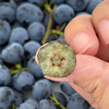 新鲜蓝莓0.7斤当季现摘水果酸甜可口 商品缩略图2