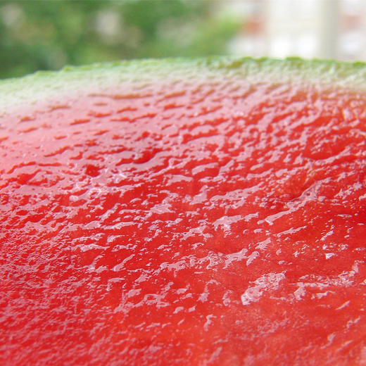 夏日必备新鲜西瓜2.5-3斤现摘现发江苏小糖丸 商品图2