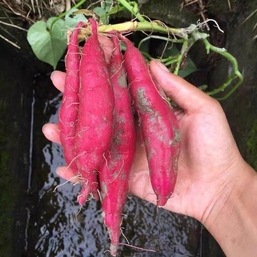 甜果源源 天目小香薯 商品图2