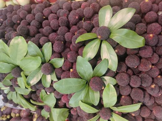 杨梅一斤 商品图1