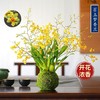 禅意 一花一世界 冬带花苞梦香水文心兰苔藓球花卉浓香型室内花期长可水培 商品缩略图2