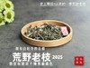 【新茶上市】2025荒野老枝，一款极其稀缺的特制荒野茶，披着白牡丹的外衣，茶汤清鲜，清灵，又香又蜜，让人欲罢不能！（50克） 商品缩略图1