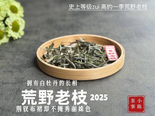 【新茶上市】2025荒野老枝，一款极其稀缺的特制荒野茶，披着白牡丹的外衣，茶汤清鲜，清灵，又香又蜜，让人欲罢不能！（50克） 商品图1