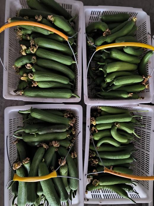 有机丝瓜| 有机种植，新鲜健康，口感鲜美，清香怡人，产地直发⭐️顺丰快递 商品图4