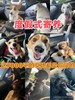 勿拍勿拍展示链接『南宁呆萌趣野家』宠物乐园遛狗撒欢游泳寄养日托BBQ一站式 商品缩略图0