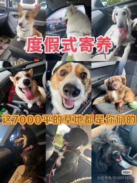 勿拍勿拍展示链接『南宁呆萌趣野家』宠物乐园遛狗撒欢游泳寄养日托BBQ一站式