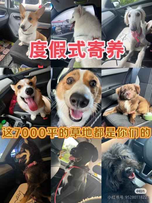 勿拍勿拍展示链接『南宁呆萌趣野家』宠物乐园遛狗撒欢游泳寄养日托BBQ一站式 商品图0