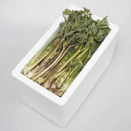 【东北新鲜苦嫩芽菜】苦龙芽菜1斤东北山野菜北升麻苦力芽苦嫩芽 商品图3