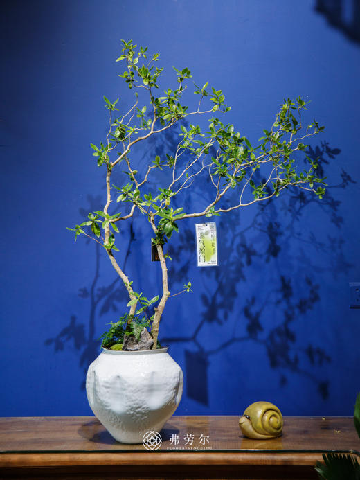 海岛栀子花① 商品图0