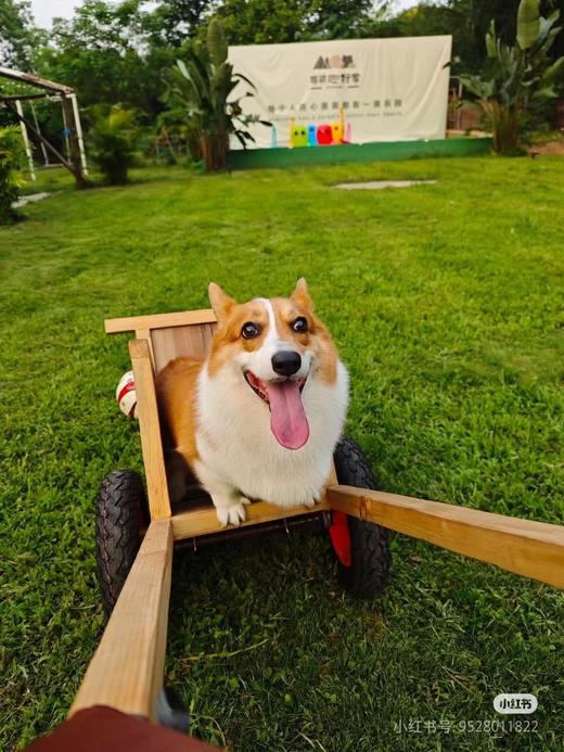 勿拍勿拍展示链接『南宁呆萌趣野家』宠物乐园遛狗撒欢游泳寄养日托BBQ一站式 商品图5