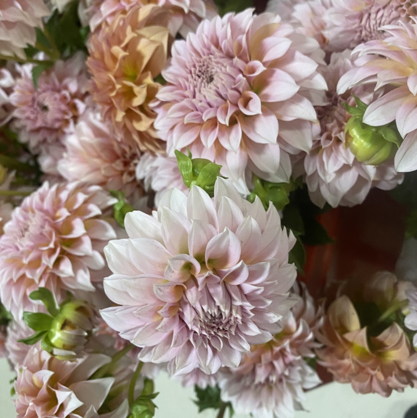 配花-大丽花-本地奶油桃子-5支