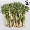 【东北新鲜苦嫩芽菜】苦龙芽菜1斤东北山野菜北升麻苦力芽苦嫩芽 商品缩略图0