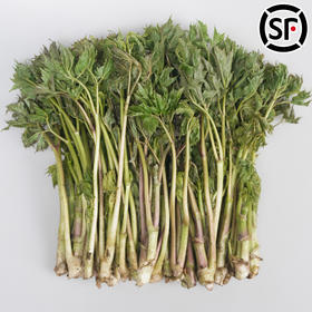 【东北新鲜苦嫩芽菜】苦龙芽菜1斤东北山野菜北升麻苦力芽苦嫩芽