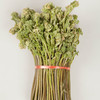 【东北新鲜蕨菜】新鲜蕨菜东北山野菜蘸酱菜 商品缩略图3