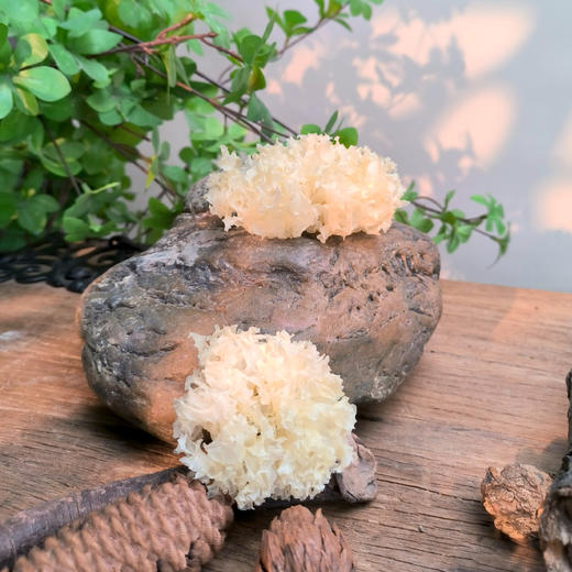 通江银耳80g 商品图4