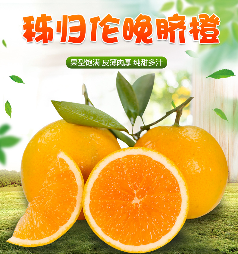 秭归伦晚脐橙_01.jpg