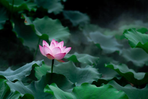 6.12/6.19佛山亚艺公园荷花+梁园古风人像一天摄影活动 商品图1