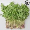 【东北新鲜大叶芹】1斤东北辽宁山野菜山芹菜 商品缩略图0