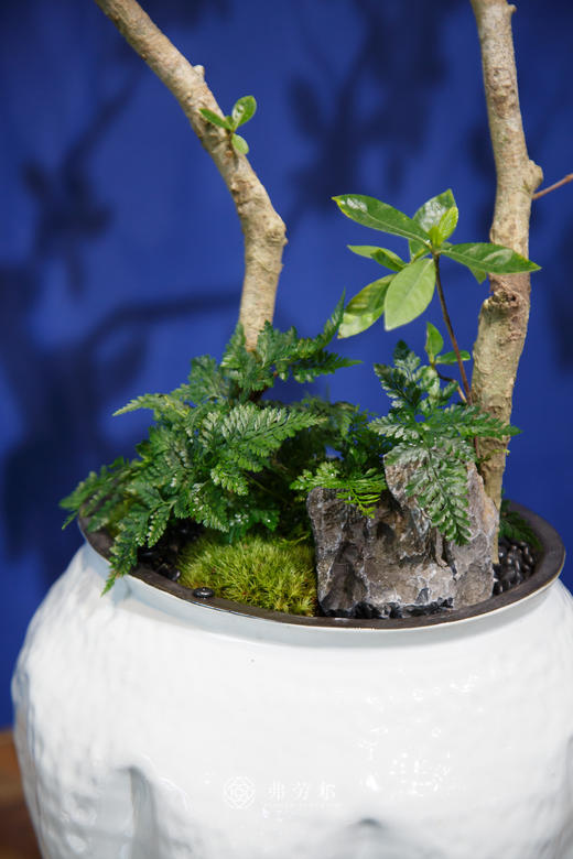 海岛栀子花① 商品图2