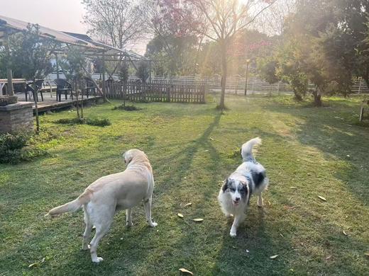 勿拍勿拍展示链接『南宁呆萌趣野家』宠物乐园遛狗撒欢游泳寄养日托BBQ一站式 商品图3